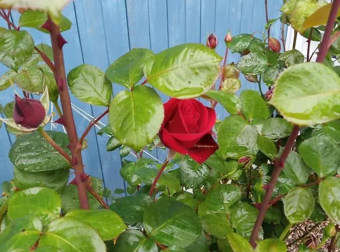 Na Lesnej بيت خشبي